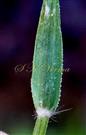  Leaf margin glandular